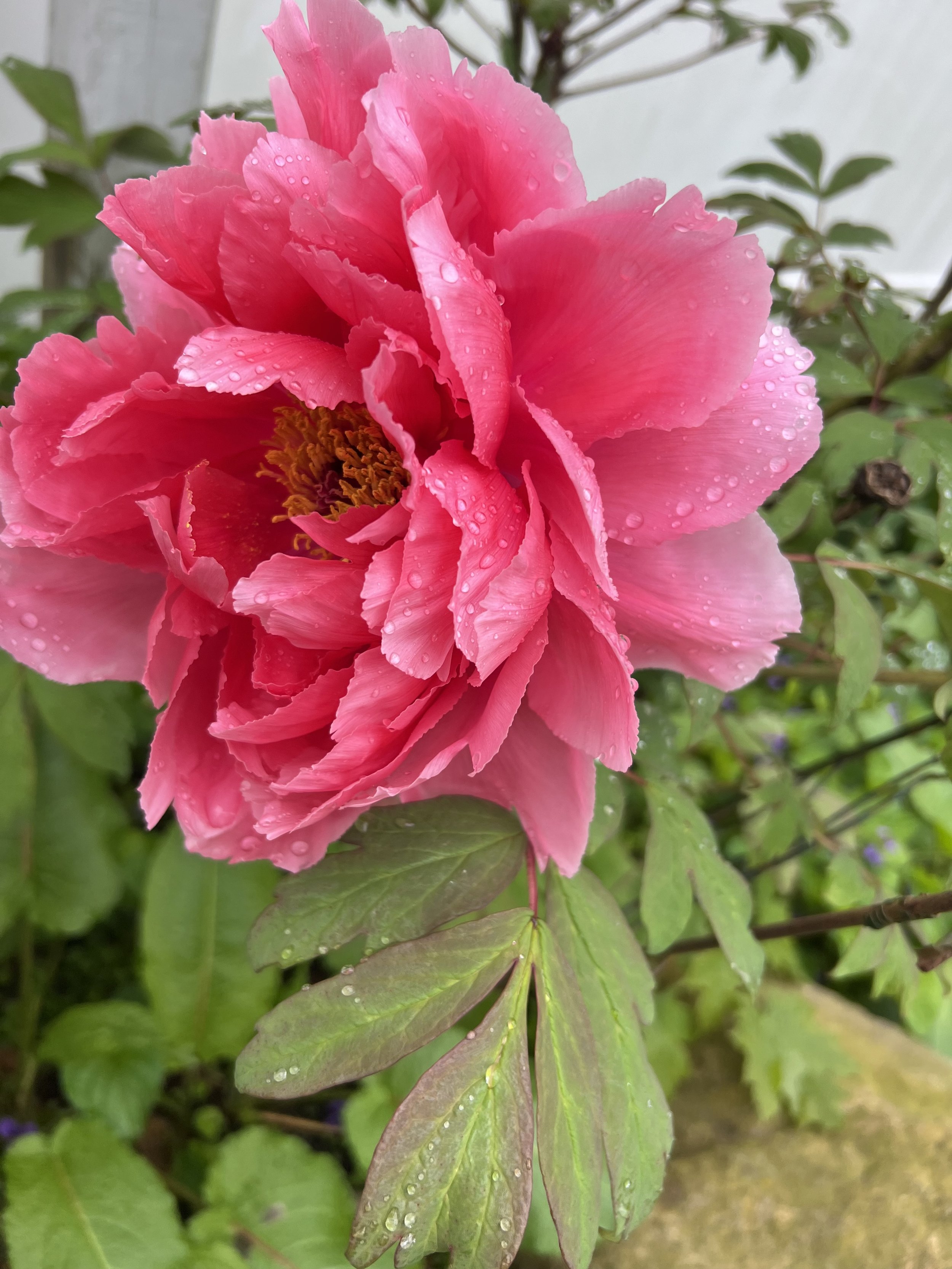 IMG_2697.jpeg