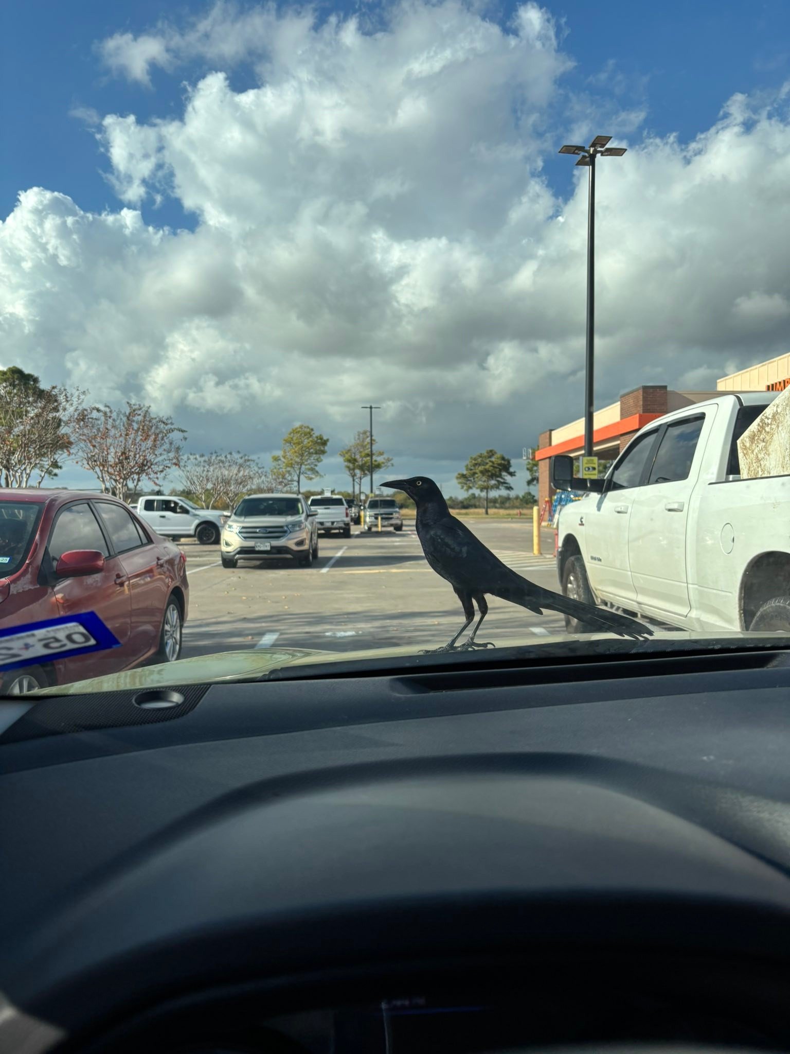 This cute black bird 🐦&zwj;⬛ stood looking at me at HomeDepot today! 

I opened the door and was ready to leave when all of a sudden the black bird 🐦&zwj;⬛ flew to my windshield. I told him hello 👋 but wanted him to move on, I could go to my next 