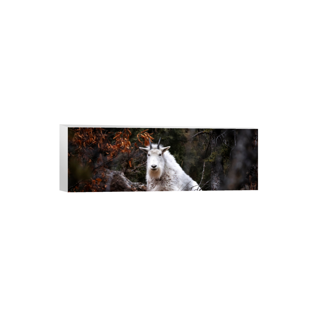 ptq_7_2_0_733_5791_1930_0_false_ffffff_0_0_.png