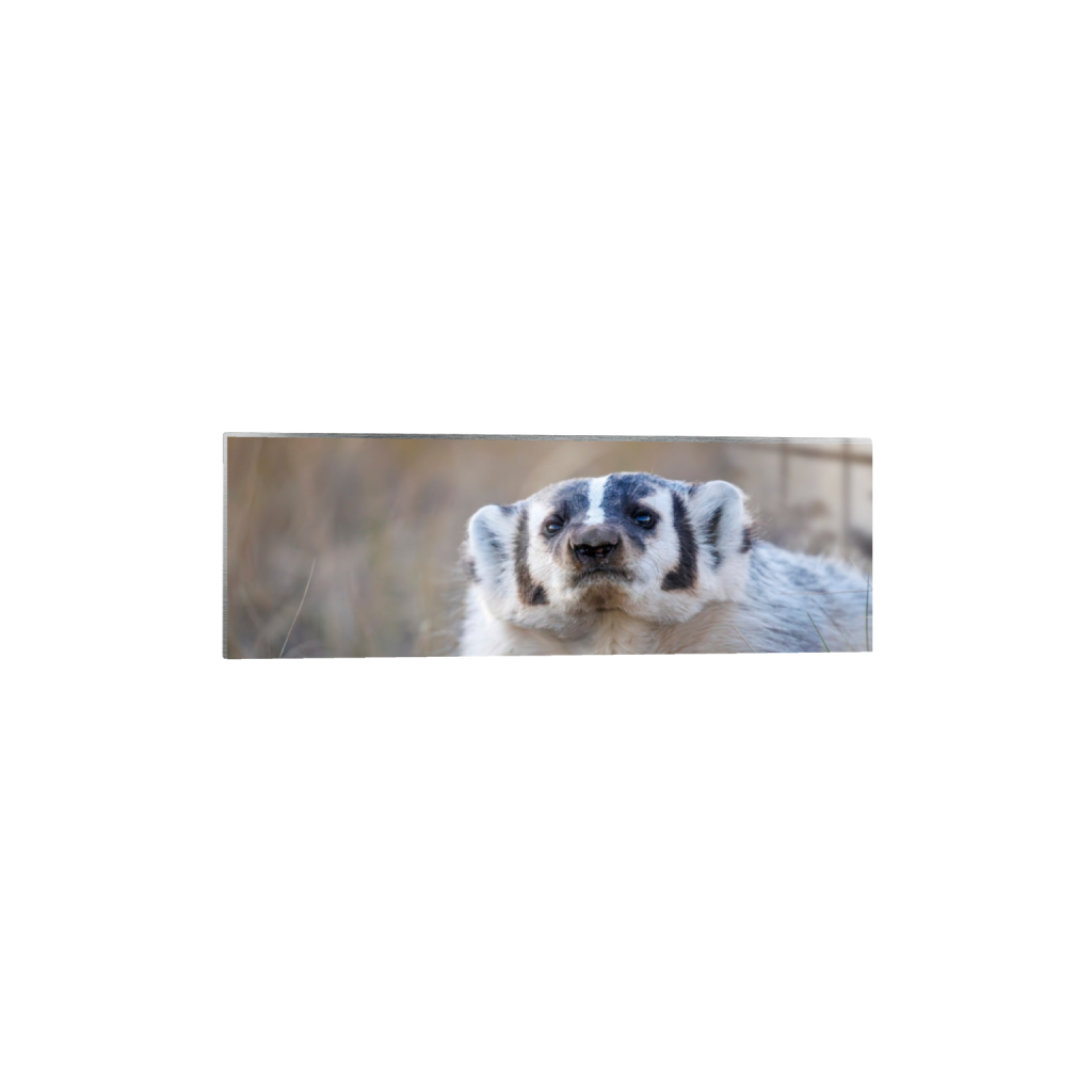 ptq_13_2_0_780_6000_2000_0_false_ffffff_0_0_.png