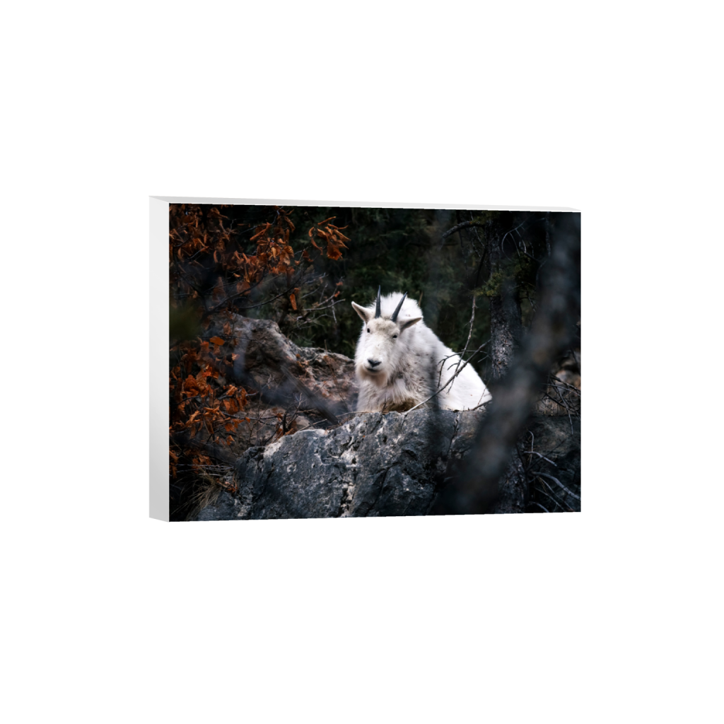 ptq_7_5_321_0_5148_3861_0_false_ffffff_0_0_.png