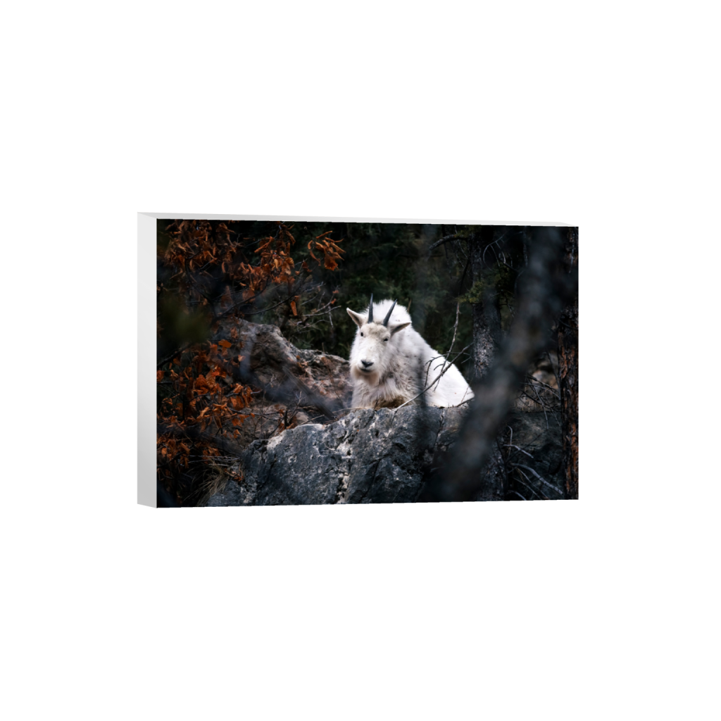 ptq_7_3_0_0_5791_3860_0_false_ffffff_0_0_.png