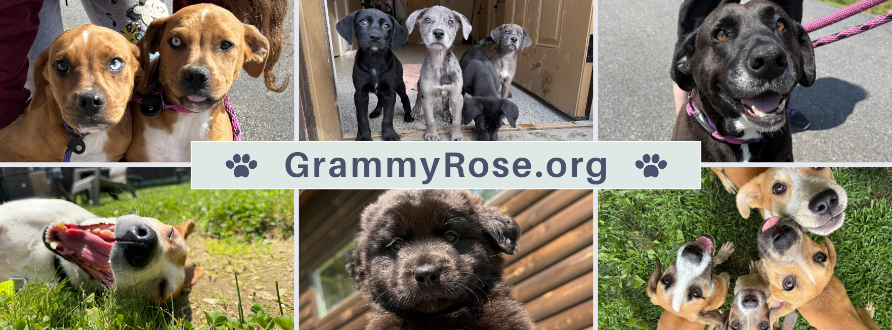 Grammy Rose fundraiser
