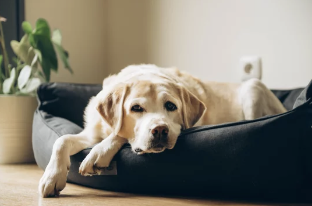 Why Working Dogs Regress More After the Holidays