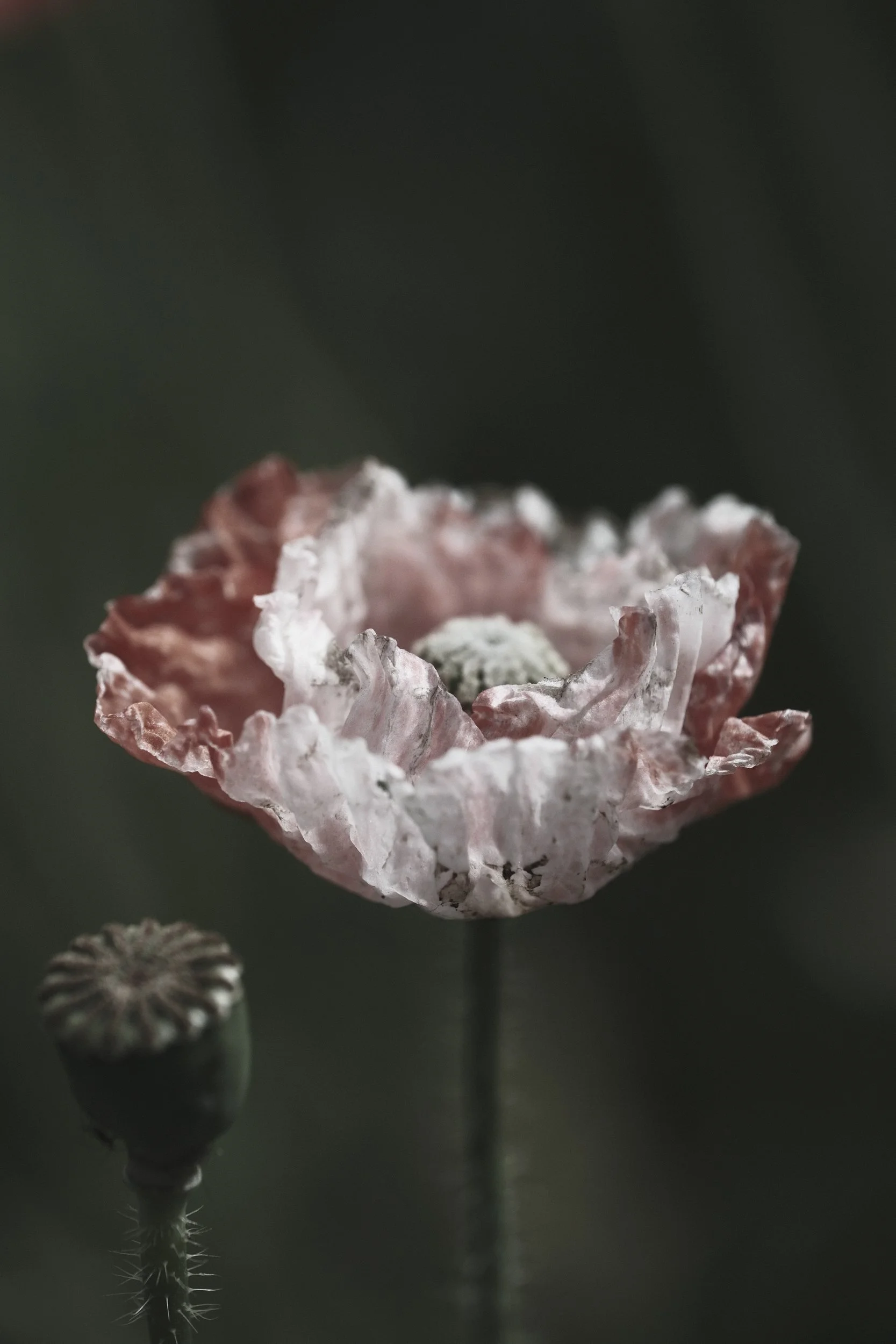 _DSF8907.jpg