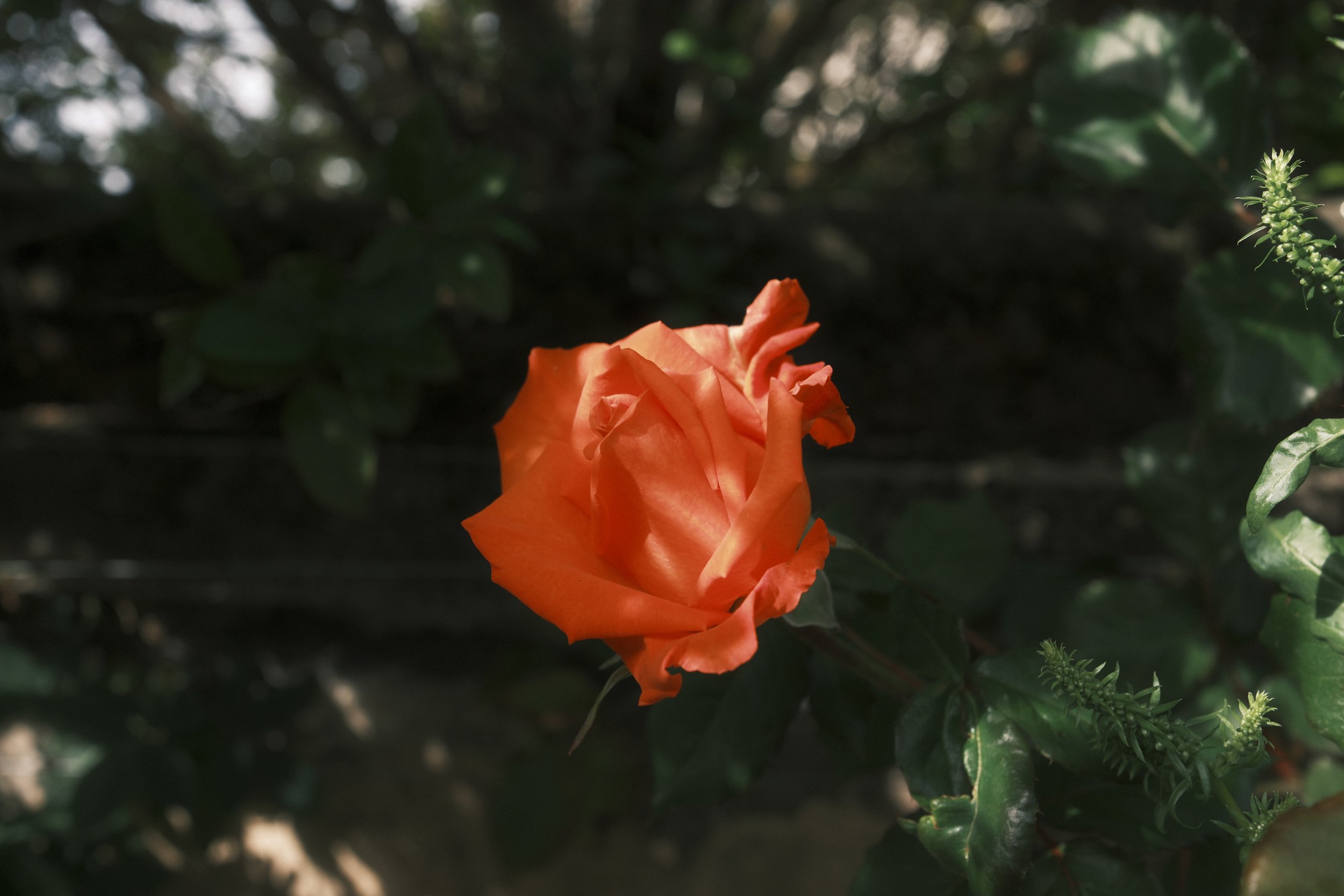 _DSF3174.jpg