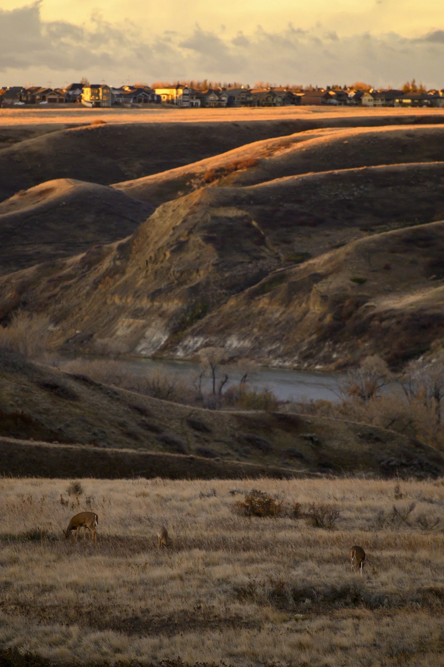 Deer grazing in the Oldman River coulees at sunset, Lethbridge