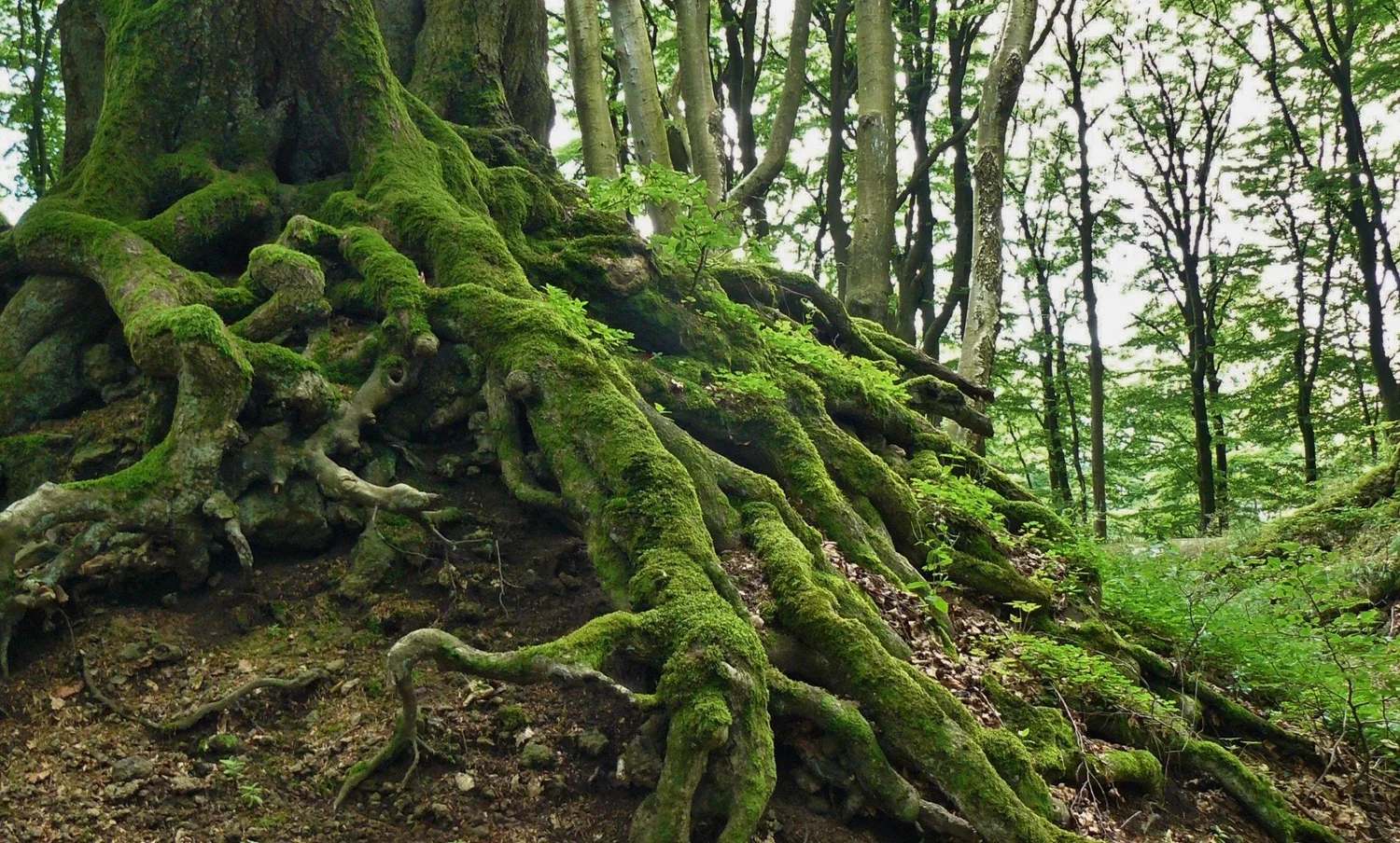 Tree roots