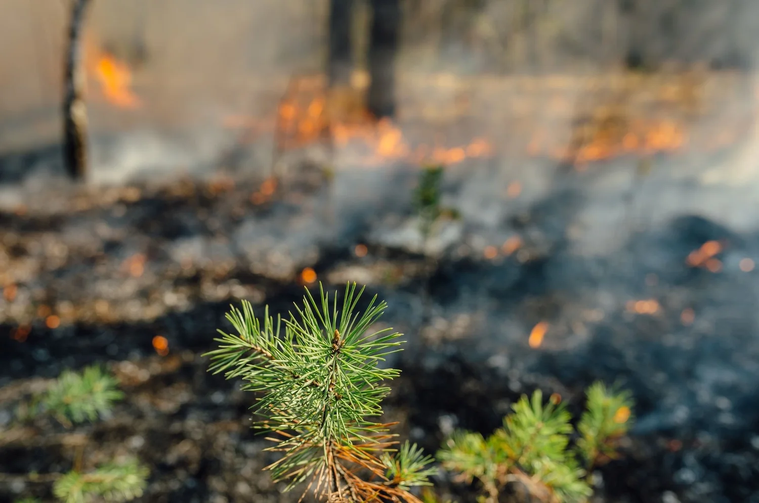 Ground fire burning through forest floor near a young tree