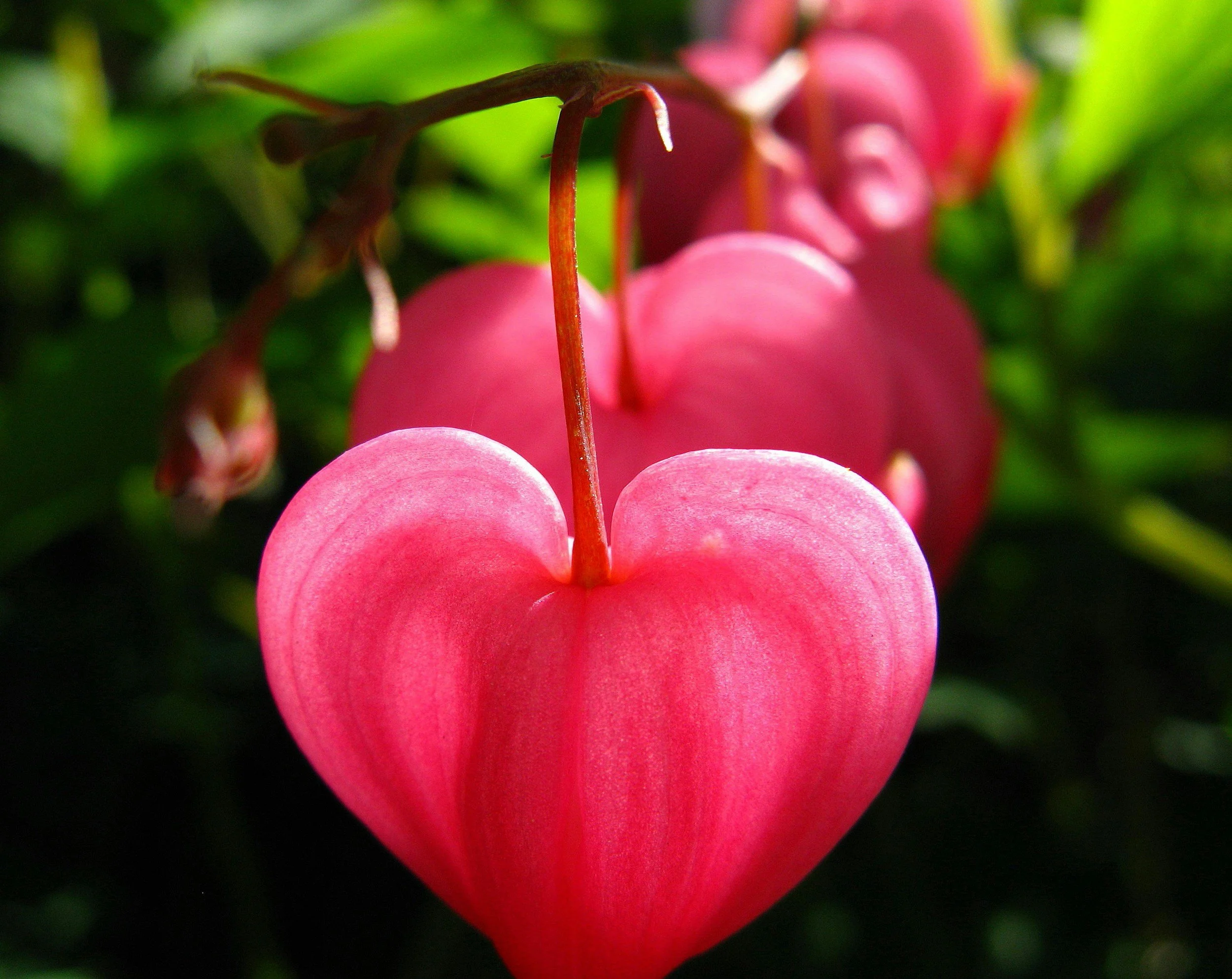 5 Amazing Herbs for Support and Healing During a Divorce or Break up