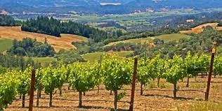 Vineyard3.jpeg