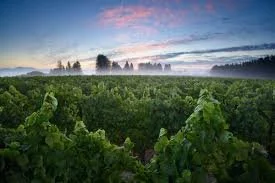 VIneyard2.jpeg