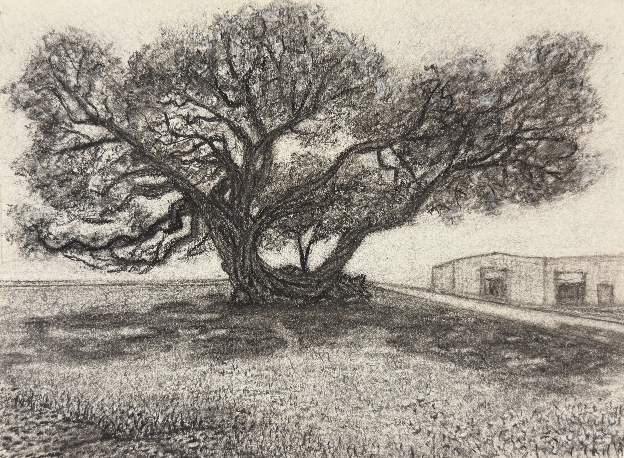 "Survivor Oak," charcoal on paper, 5 x 3 inches, 2025.