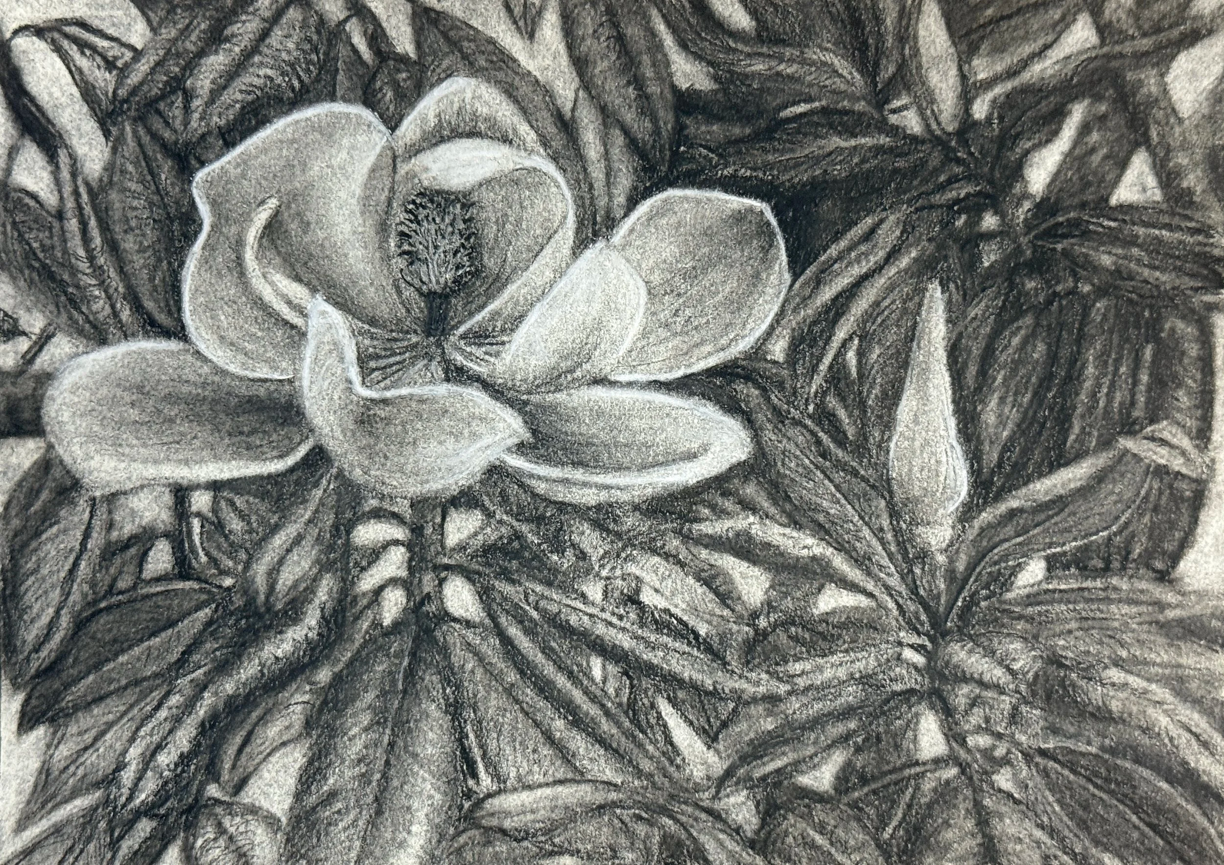 Little Gem Magnolia