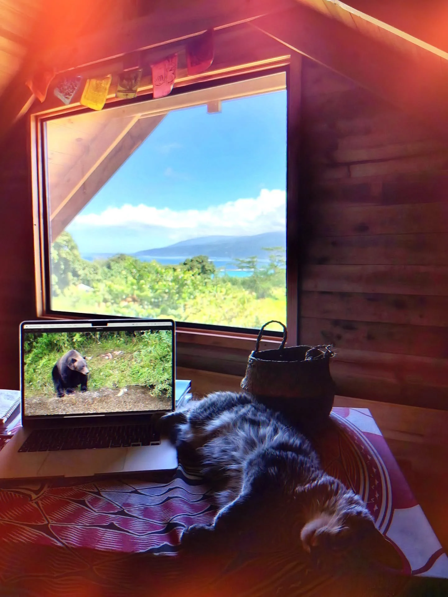 De retour dans ma cabane tahitienne... avec ma best partenaire ever 😻

 Un jetlag qui englue bien et qui m'incite &agrave; larver et &agrave; bosser quand m&ecirc;me un peu sur un nouveau tit' montage vid&eacute;o... C'est bien beau de faire des diz