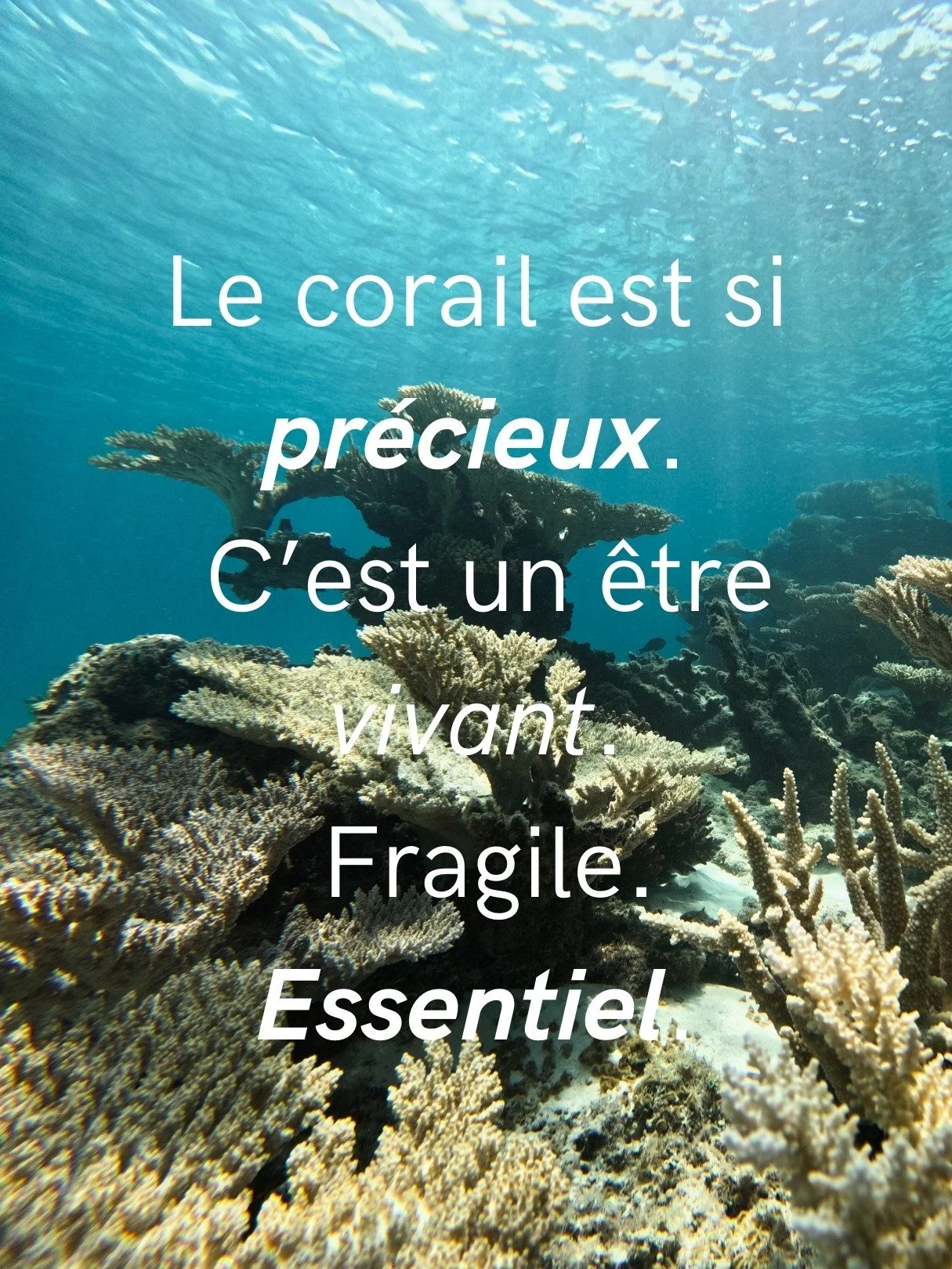 Quand je plonge pour le plaisir, je ne vais pas forc&eacute;ment tr&egrave;s profond (never ever freedive alone ;)) Sous la surface, le corail construit l&rsquo;invisible &eacute;quilibre du monde. Il abrite la biodiversit&eacute;, nourrit des millio