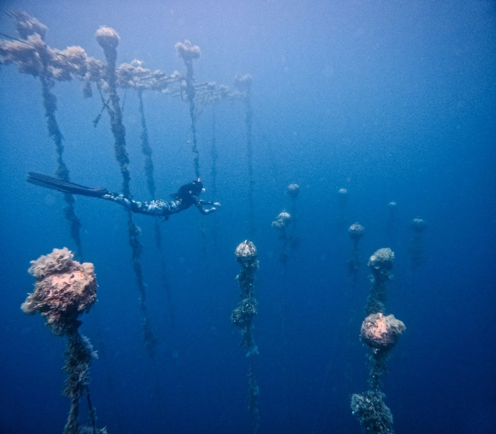 Moins de gravit&eacute;, plus de magie ✨

apn&eacute;e freediving
exploration
imaginaire
jeu
silence