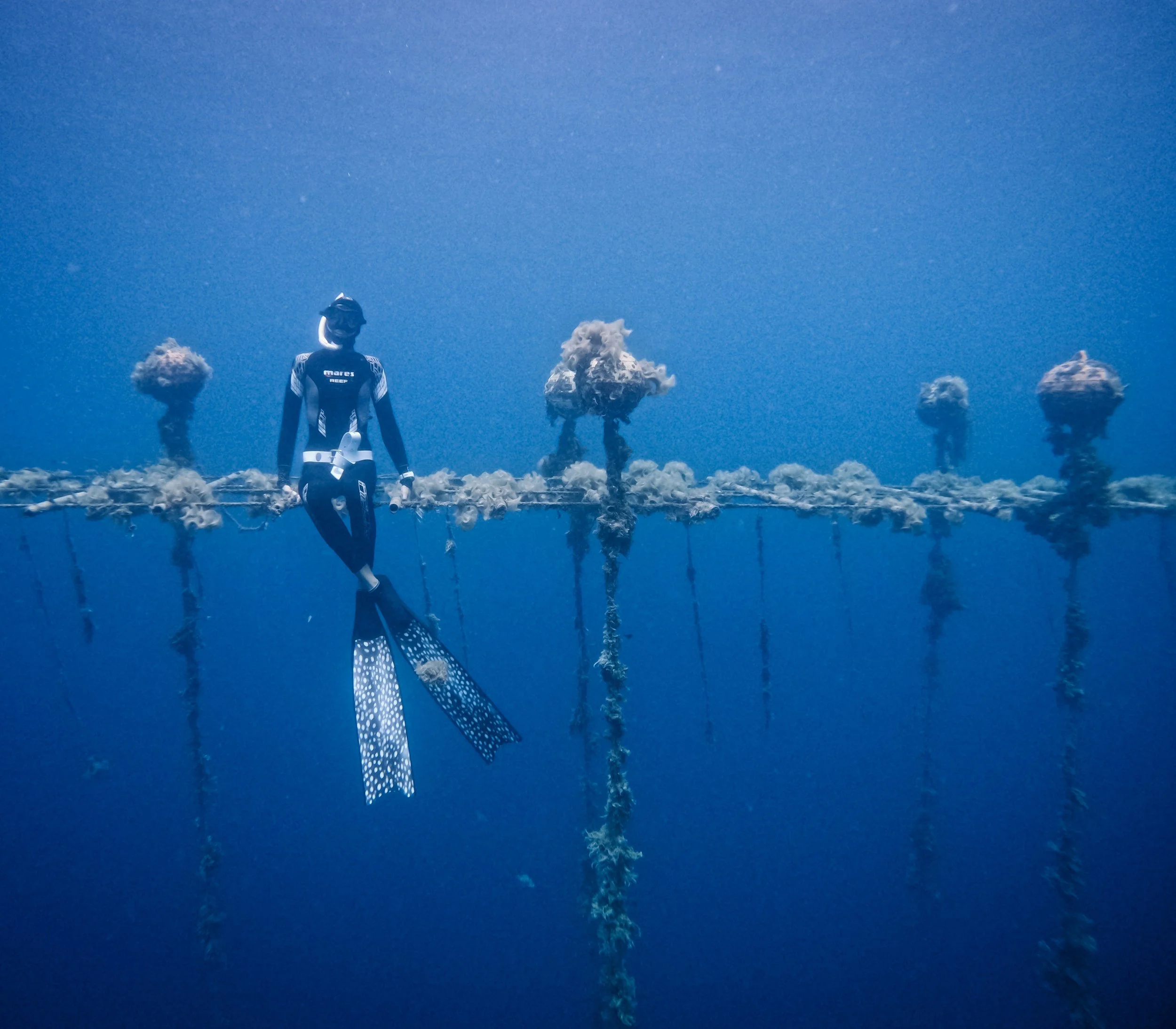 Et parfois on rencontre des sir&egrave;nes ✨

Apn&eacute;e - Freediving - 
Mermaids - playground