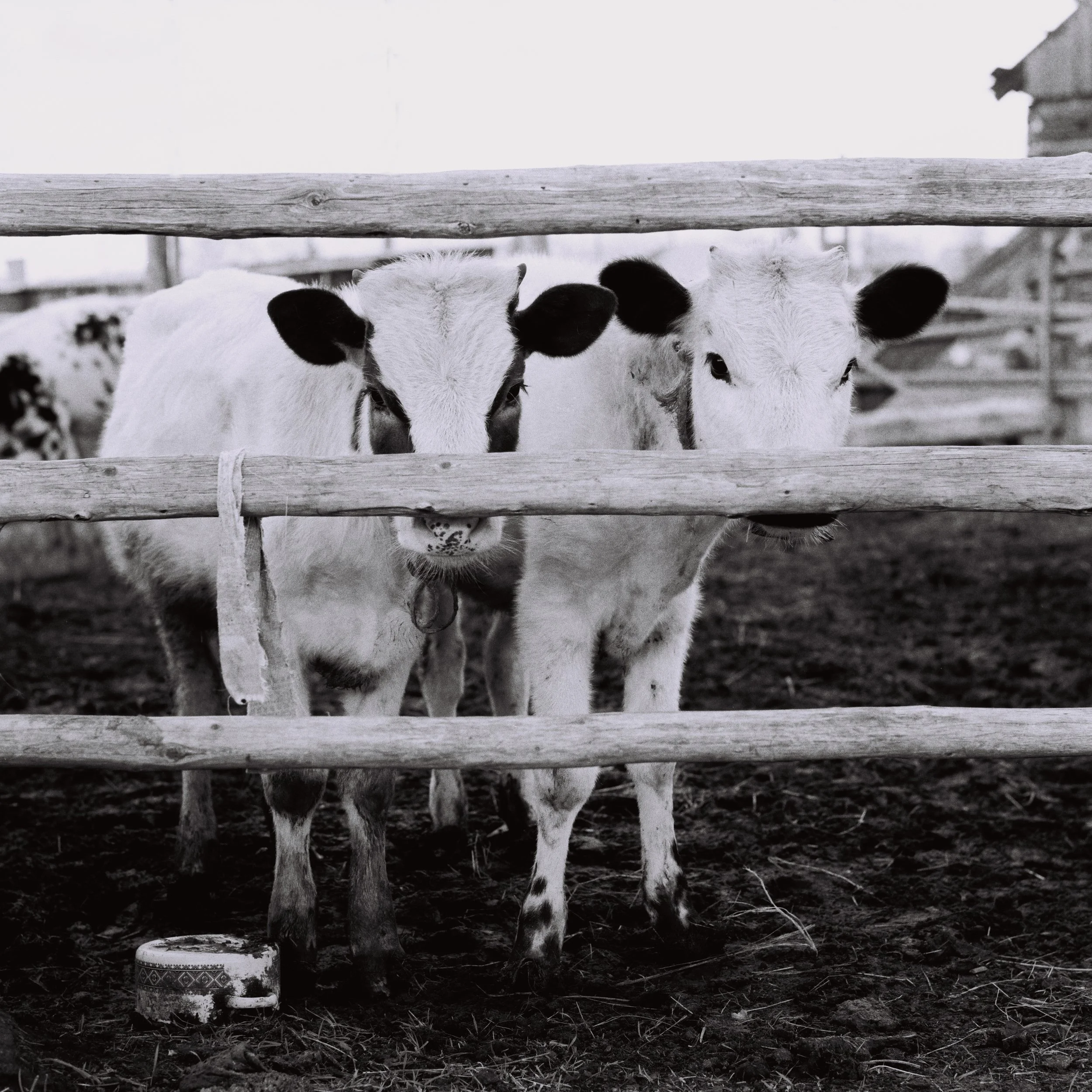 02deux_vaches_pour_un habitant.jpg