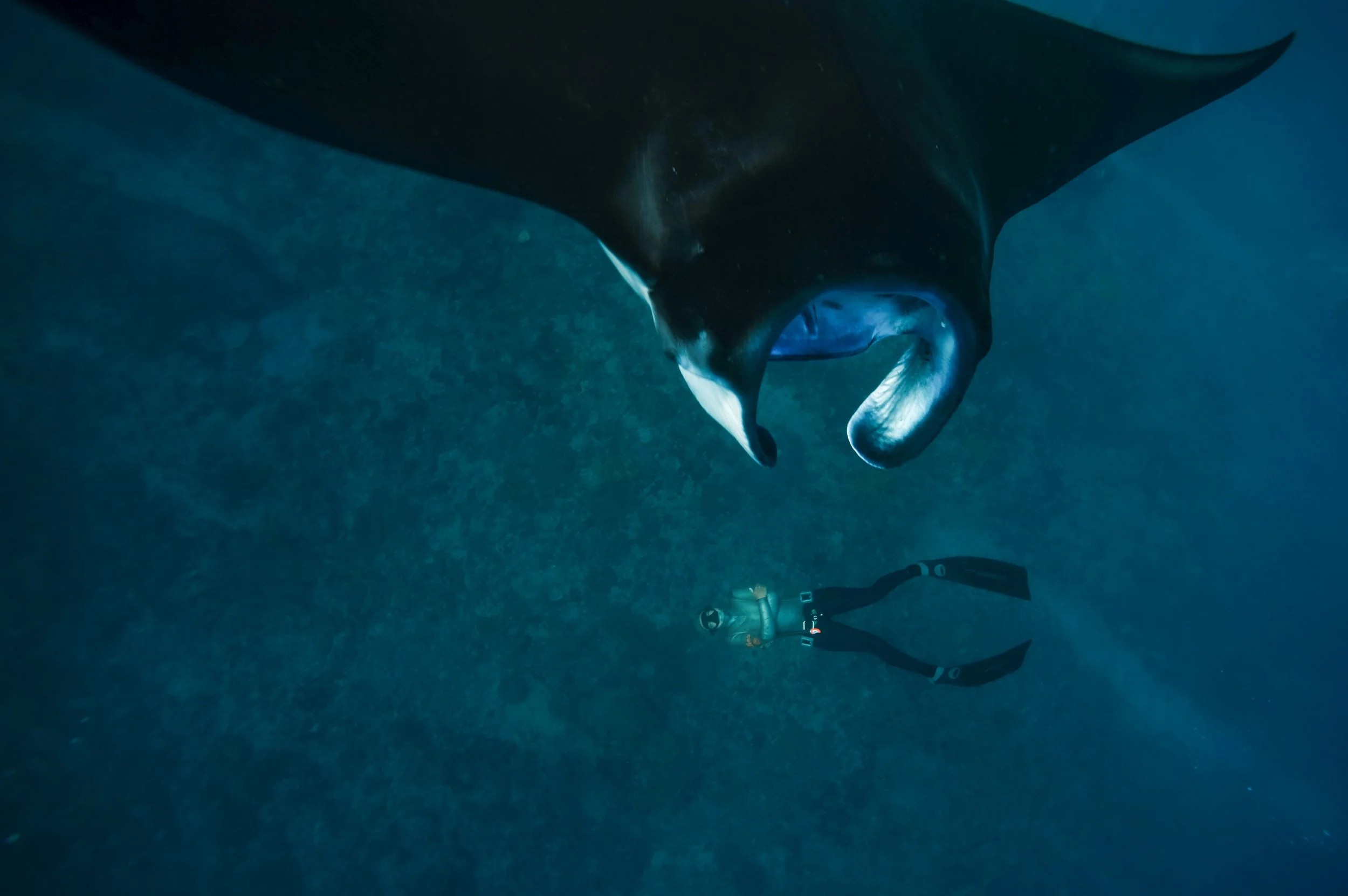 Manta_Lembongan020.jpg