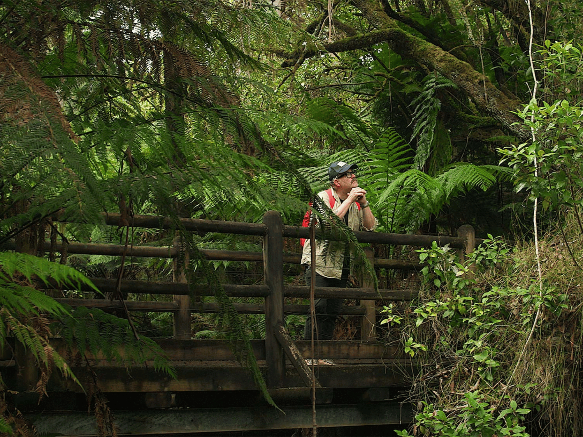Person standing on a timber bridge surrounded by lush tree ferns in a Yarra Ranges Badger Weir rainforest