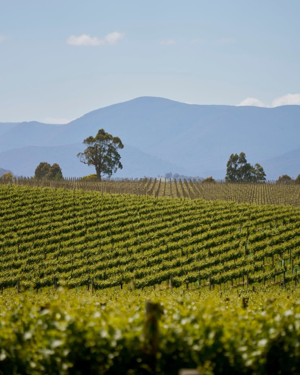 Rolling green vineyard rows with the Yarra Ranges in the background, Yarra Valley Victoria