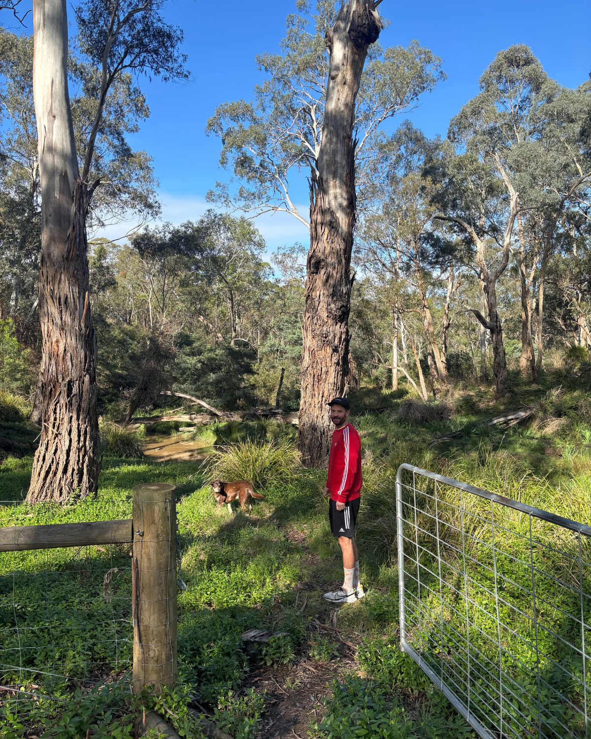 Person and dog exploring a creek-side bush trail among towering gum trees in Cottles Bridge, Victoria