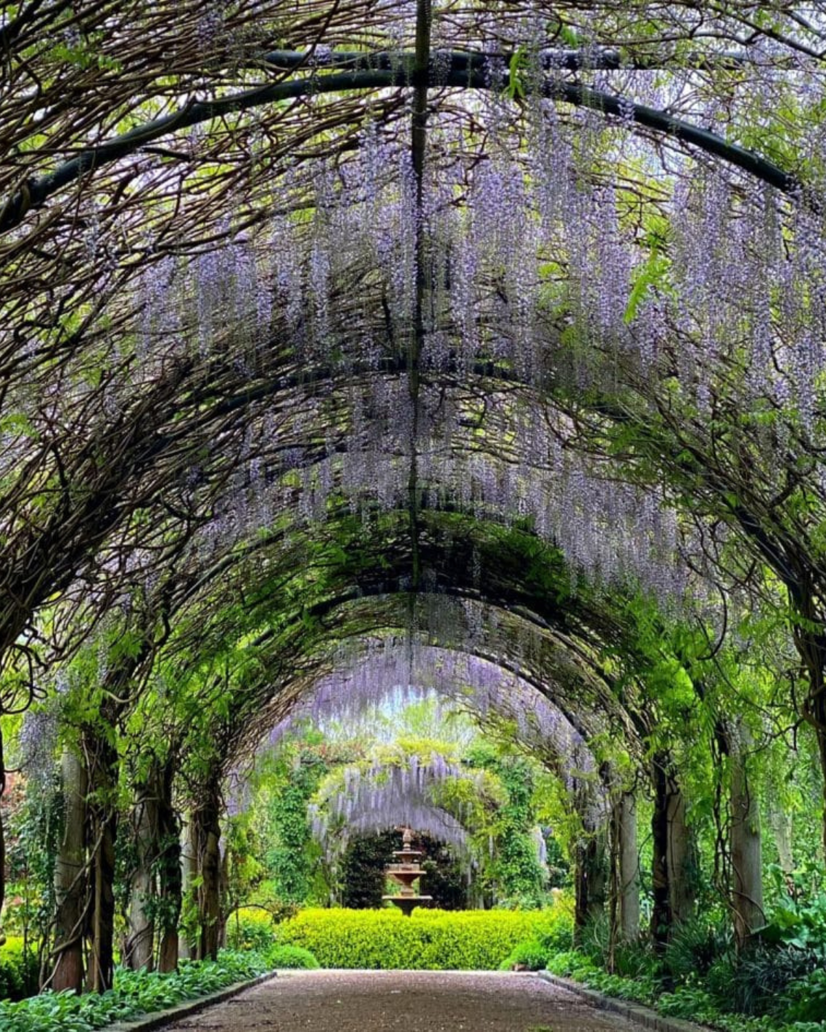 Stunning wisteria-covered pergola tunnel in a Yarra Valley garden, perfect for a Melbourne weekend escape