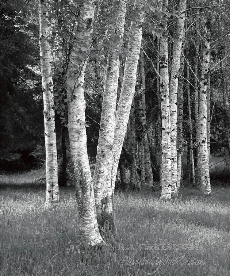 Alder Trees 2014