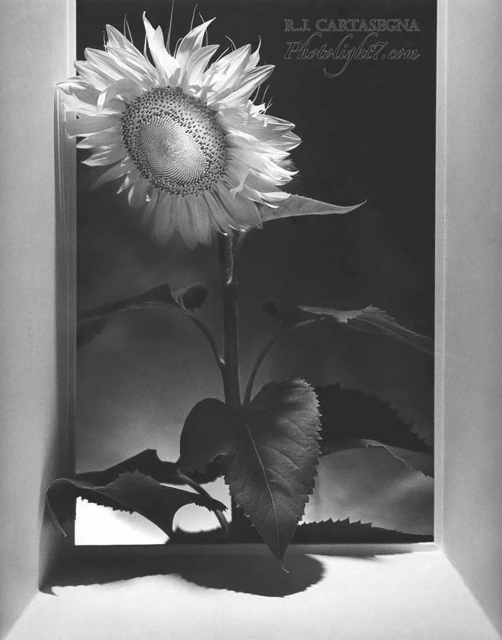 Sunflower Triptych C 1994