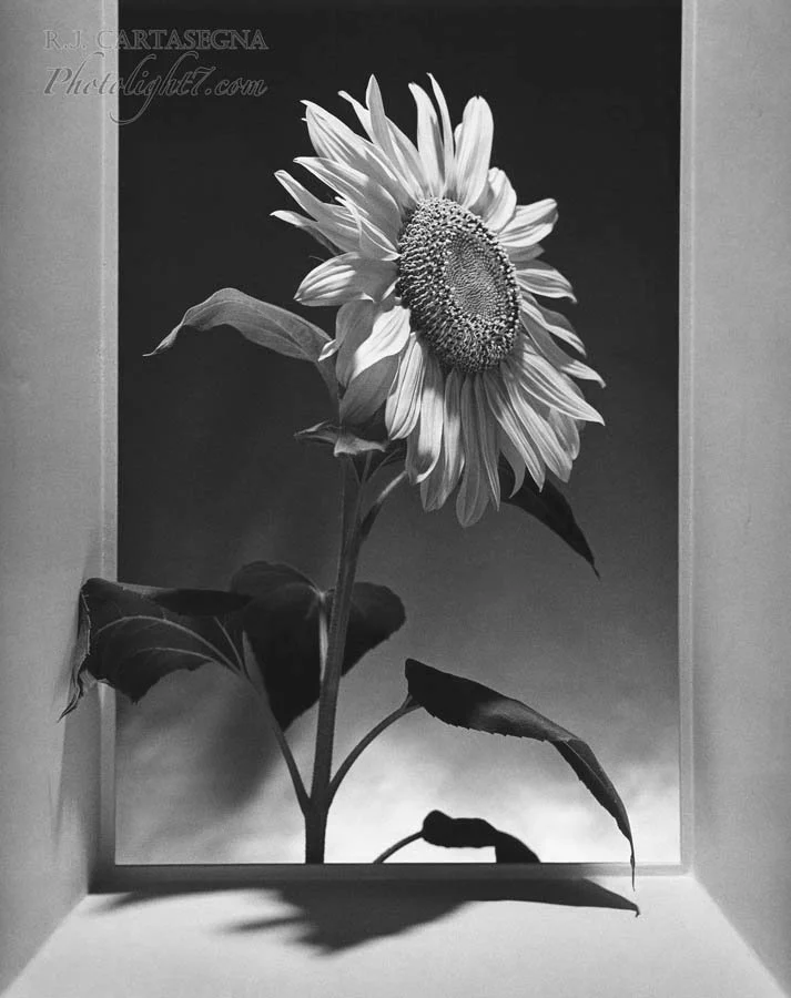 Sunflower Triptych A 1994