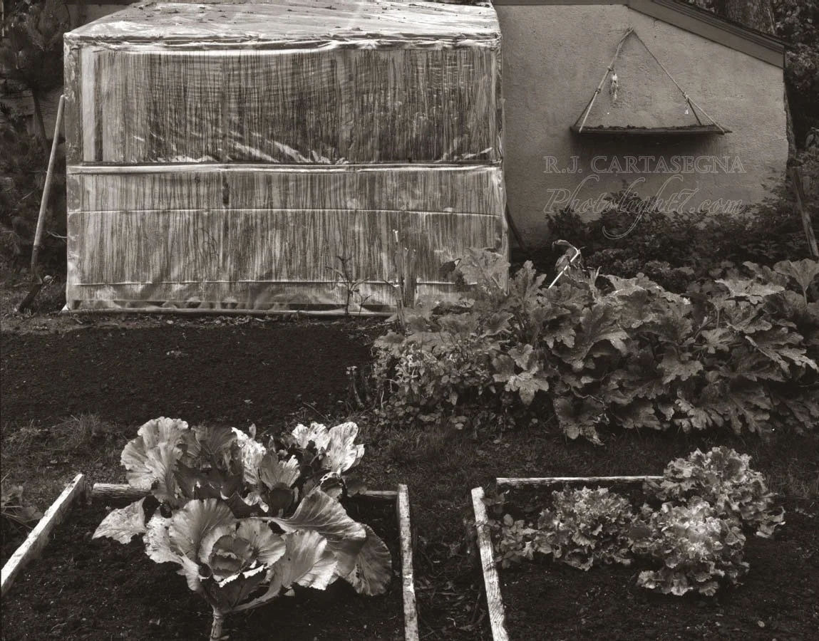 Backyard Garden 1981