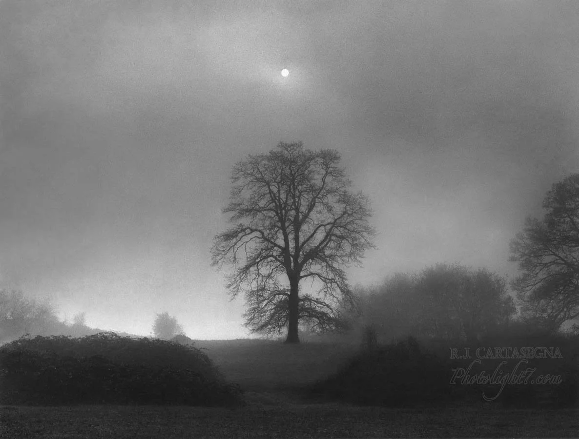 Oak Tree & Fog 1989