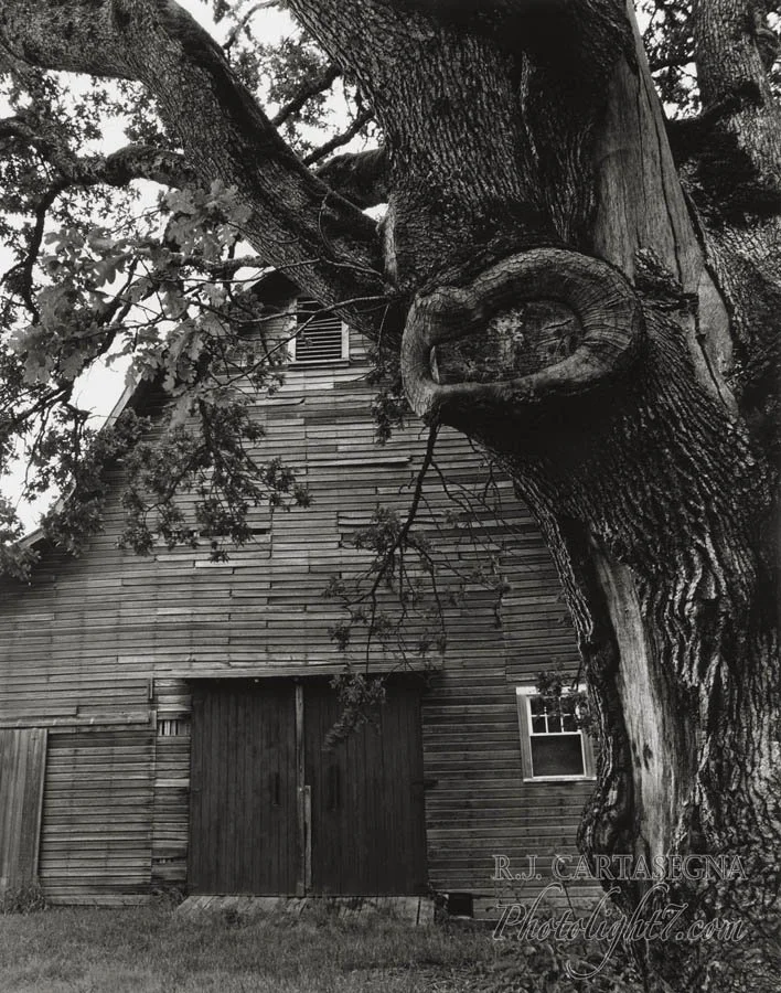 Barn & Oak Tree 1978