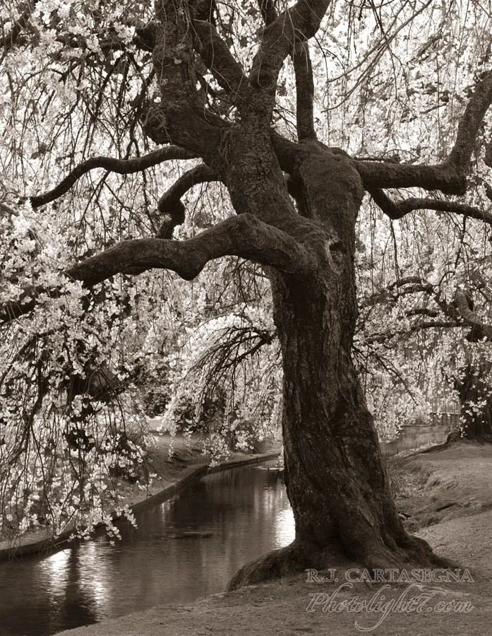 Tree Planted by the Water 2004