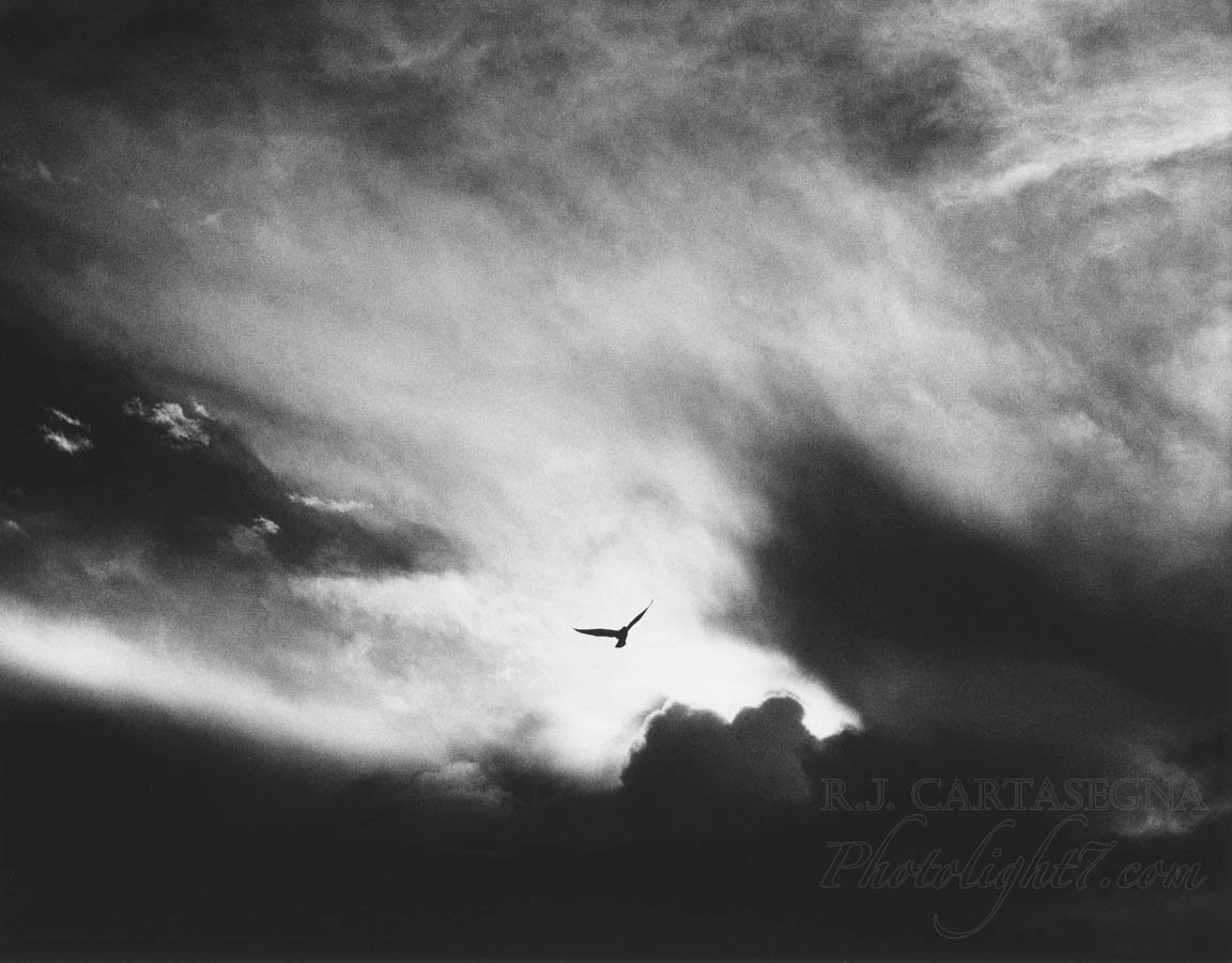 Free as a Bird 2002.jpg