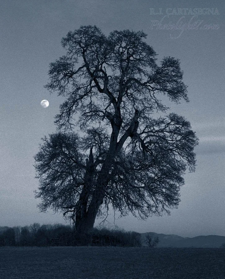 Blue Moon & Oak Tree 2005