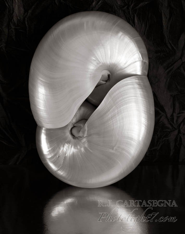Two Nautilus Shells 2018 IMG_3231 copy.jpg