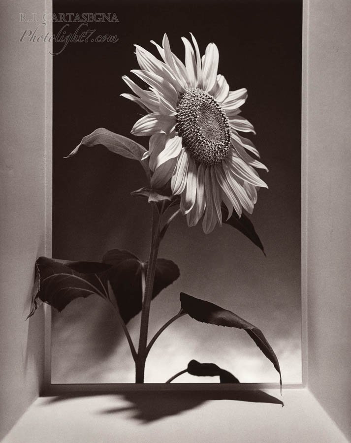 Sunflower Triptych A 1994.jpg