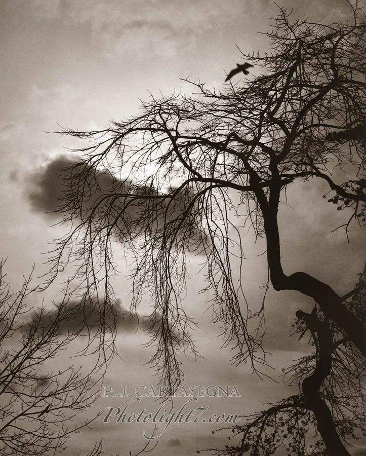 Free as a Bird 2 2002