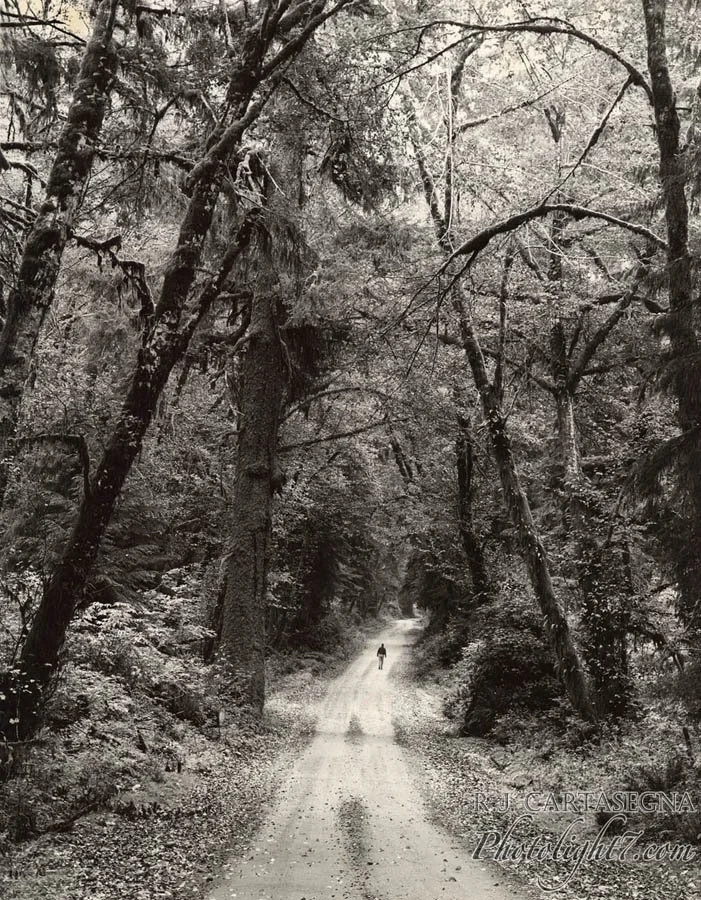 Olympic Forest Road 2002