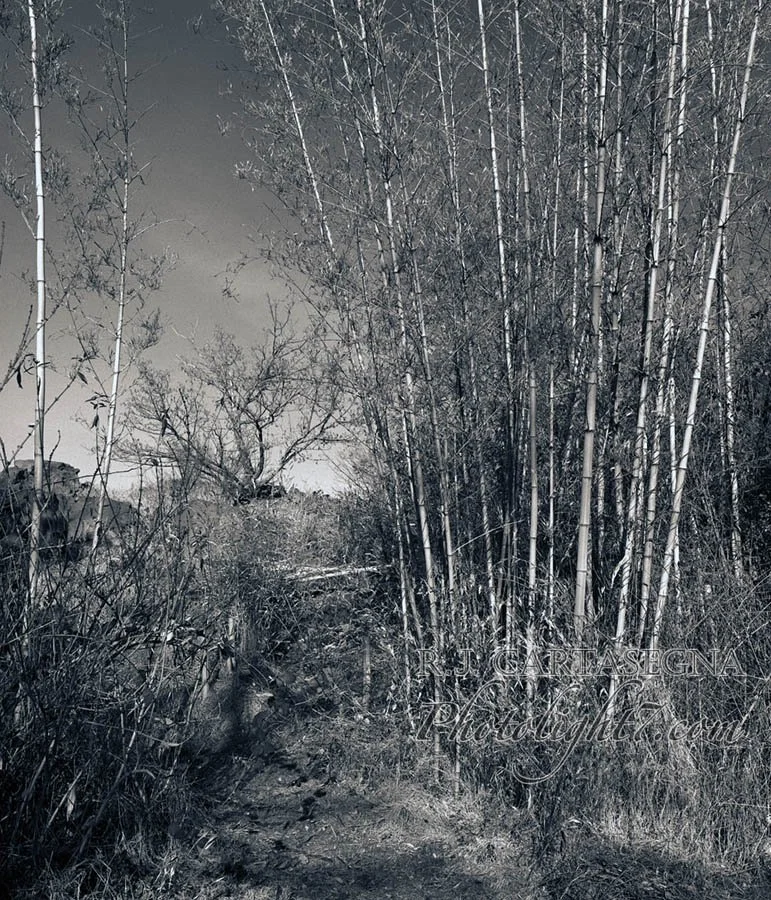 Bamboo - Oregon City, OR 1978