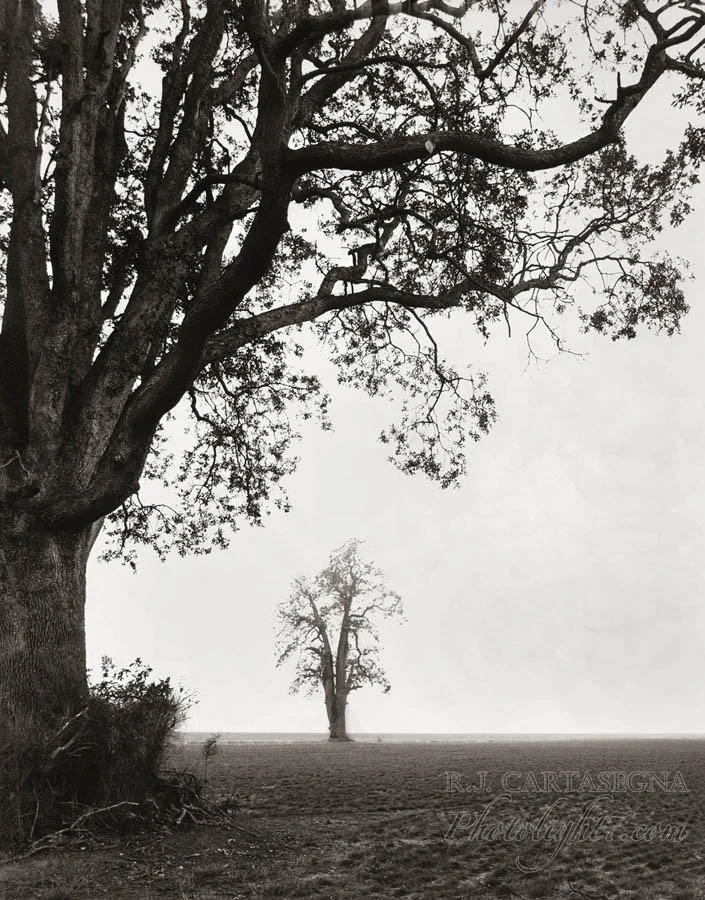 Big Oak Little Oak 2003