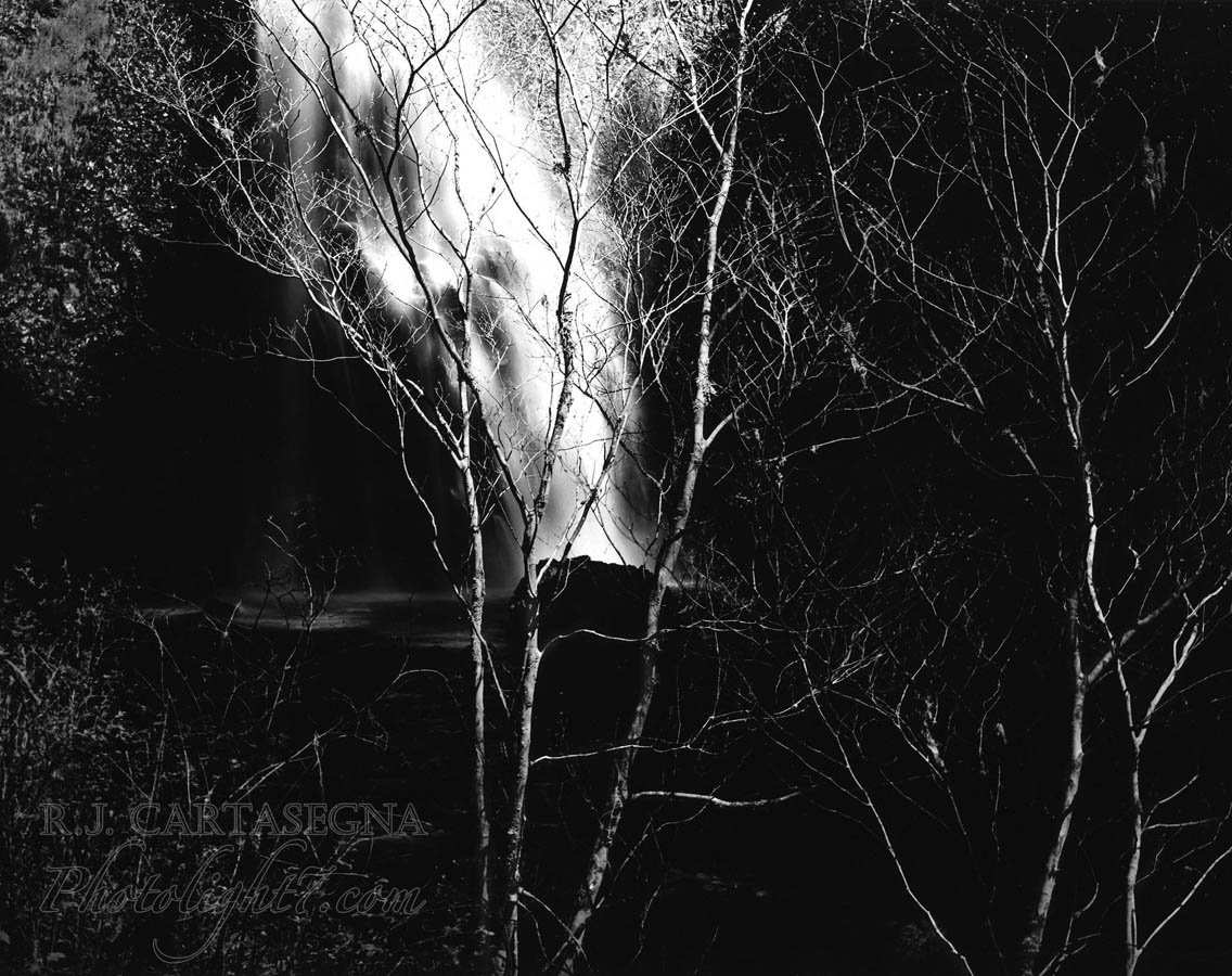 Burning Tree 2001 copy.jpg