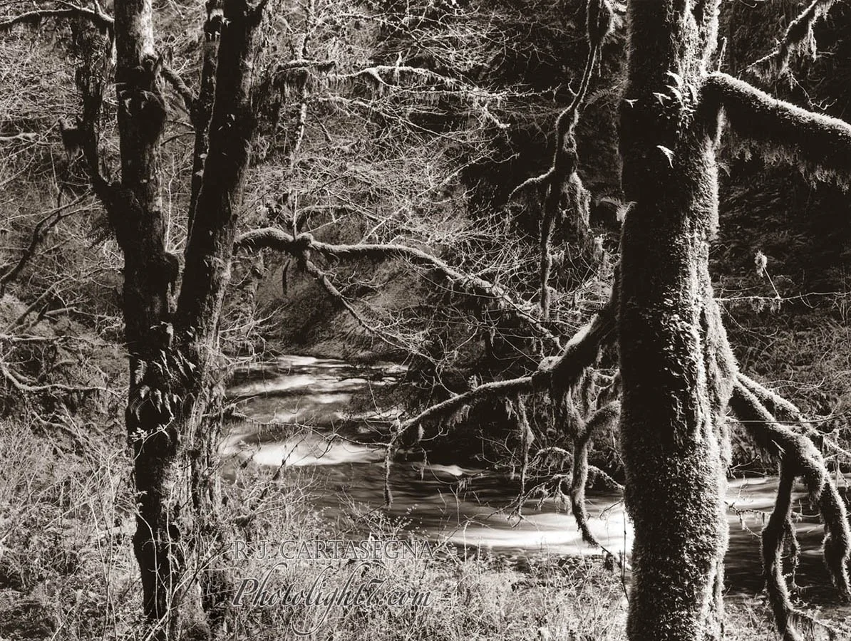 Silver Creek Falls Park 2001