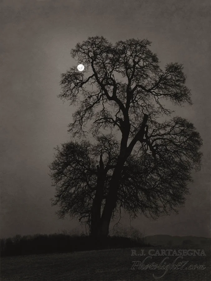 Oak Tree & Moon 2005