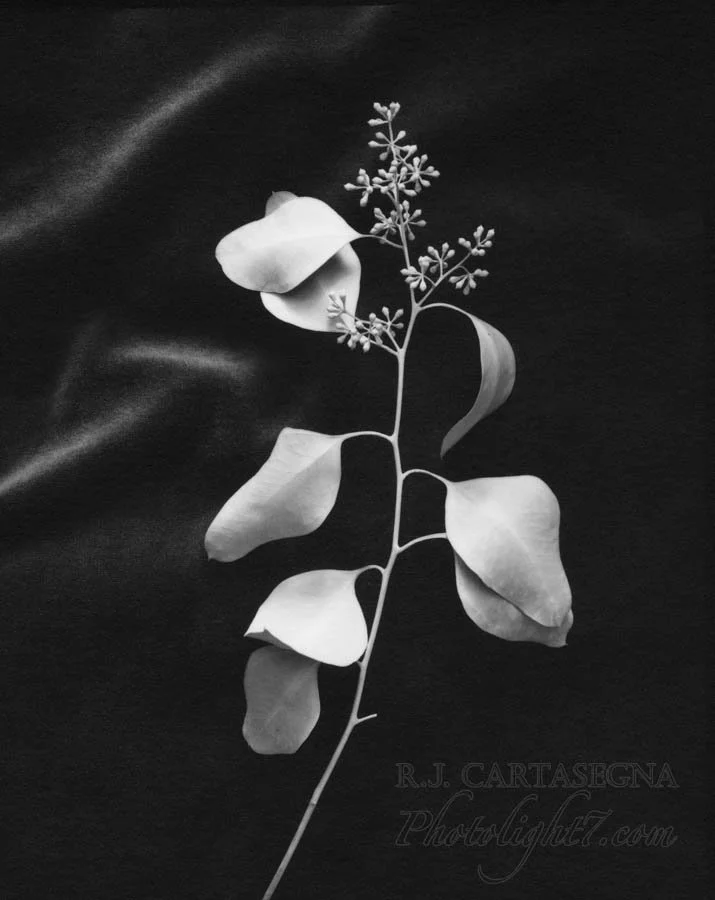 Eucalyptus Branch 1991 copy.jpg