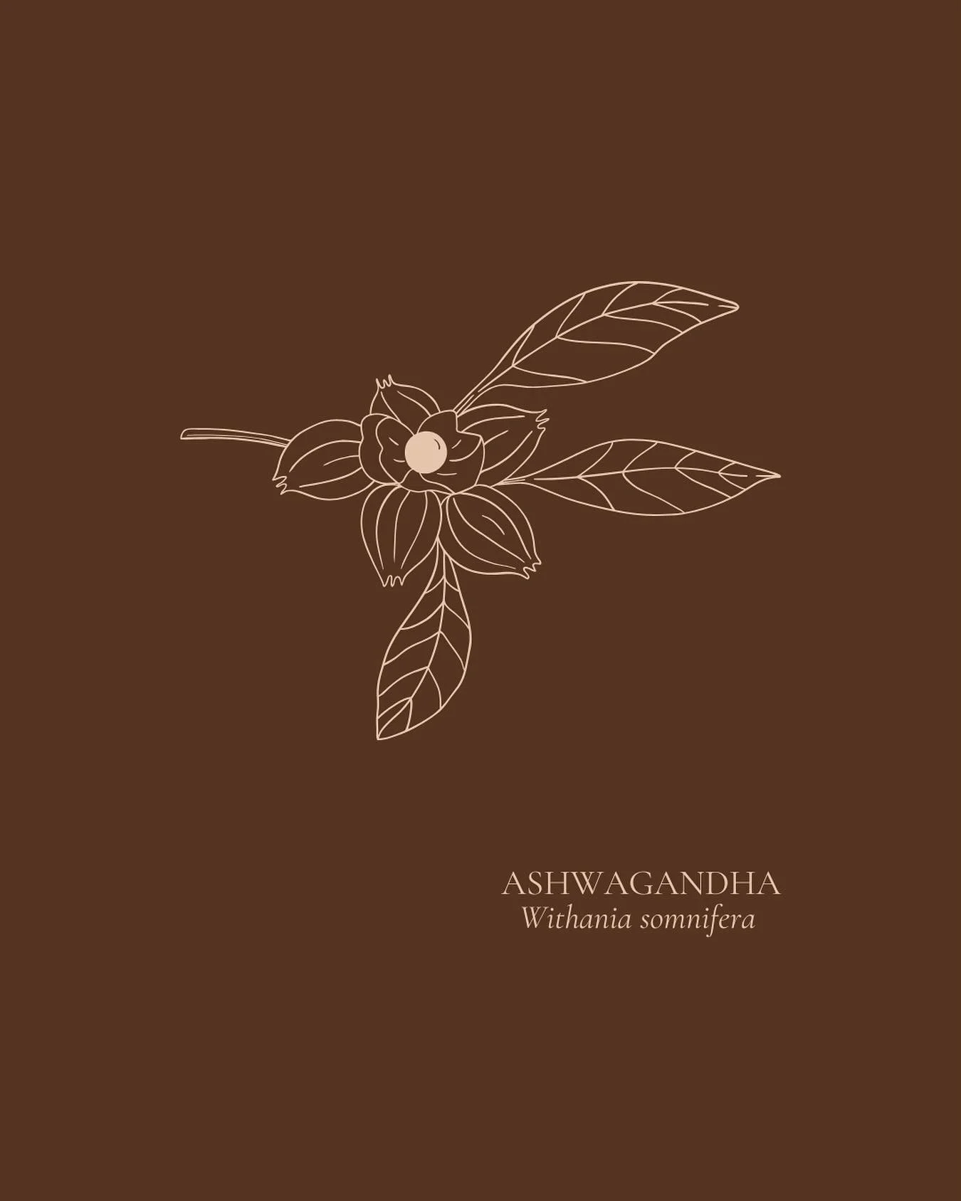 Herb Highlight: ASHWAGANDHA 🌿
Ashwagandha is an adaptogenic herb traditionally used in Ayurvedic medicine to support resilience and balance in the body. 
Primary therapeutic actions: tonic, adaptogenic, anxiolytic, cognition enhancing, mild sedati