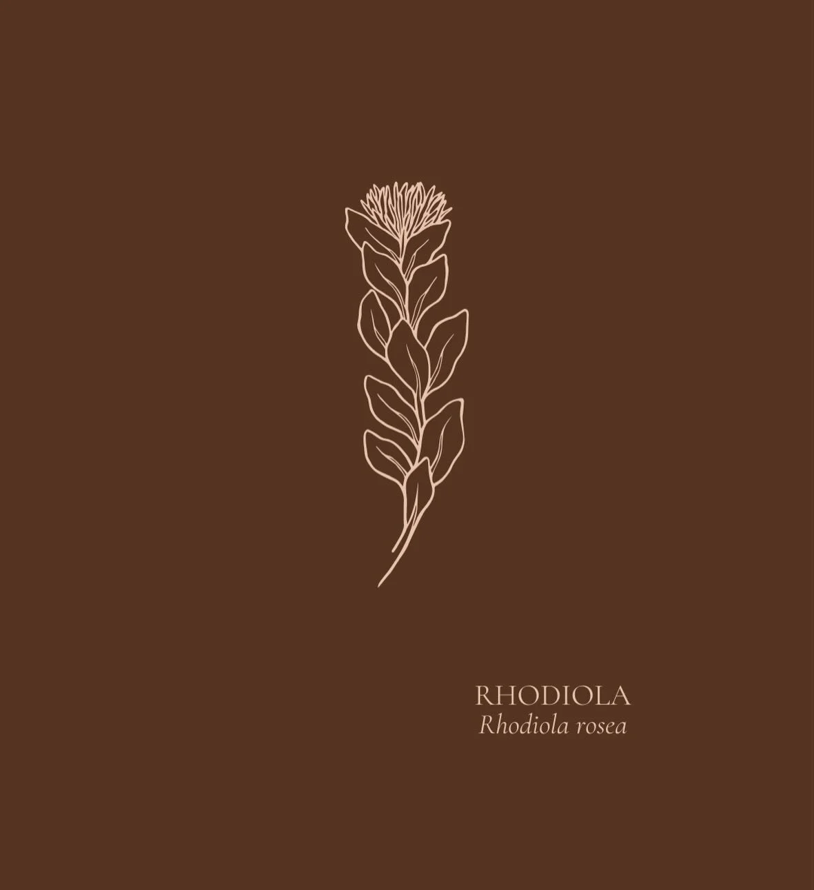 HERB HIGHLIGHT | 𝘙𝘩𝘰𝘥𝘪𝘰𝘭𝘢 𝘳𝘰𝘴𝘦𝘢

An absolute favourite herb of mine! This beauty is a true adaptogenic herb, which can benefit debilitation in those that are elderly or convalescing, or those suffering from chronic stress. 

It will supp