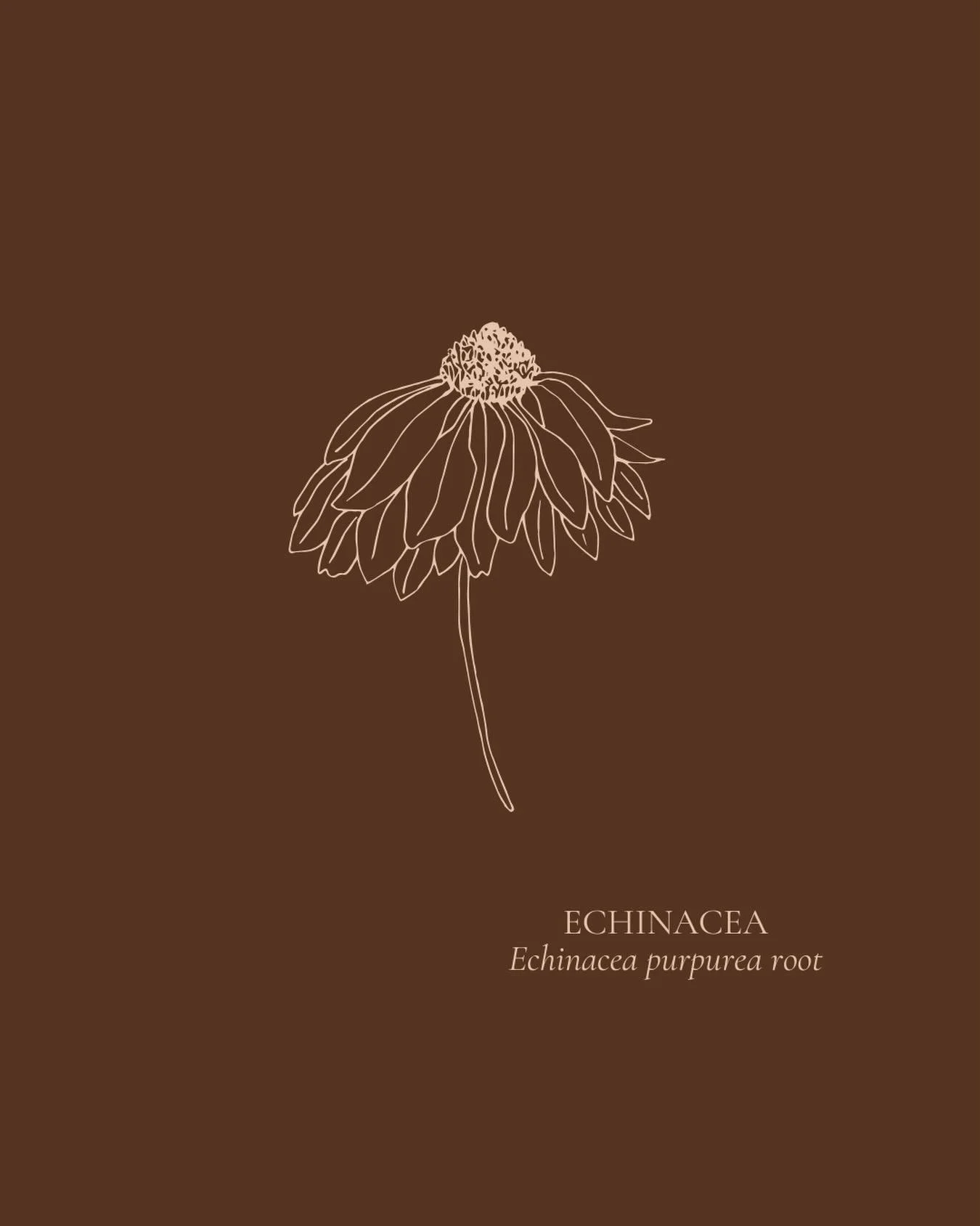 HERB HIGHLIGHT | 𝐸𝑐ℎ𝑖𝑛𝑎𝑐𝑒𝑎 𝑝𝑢𝑟𝑝𝑢𝑟𝑒𝑎 𝑟𝑜𝑜𝑡

A well-known immune herb that we rely on often in the winter months, however its role can be misunderstood. 

Echinacea doesn&rsquo;t simply &ldquo;boost&rdquo; the immune system.
Instead 